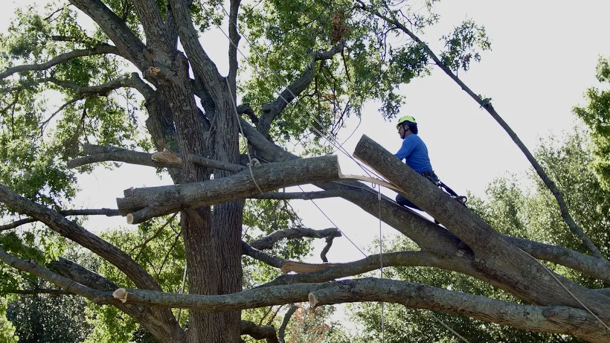 Professional Crown Thinning performed by certified arborists in Goodyears Bar